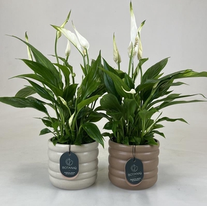 SPATHIPHYLLUM WALLISII