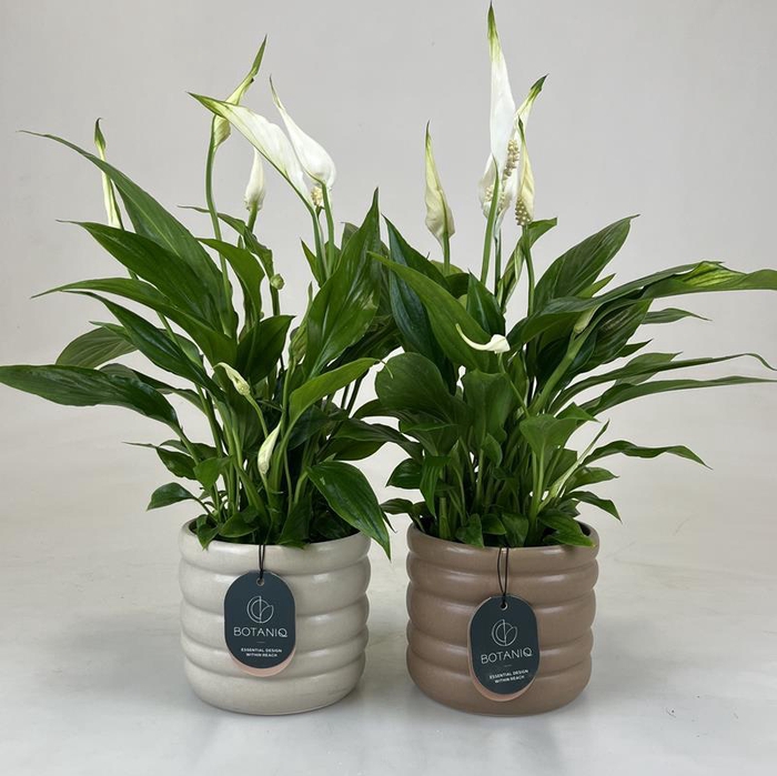 <h4>SPATHIPHYLLUM WALLISII</h4>