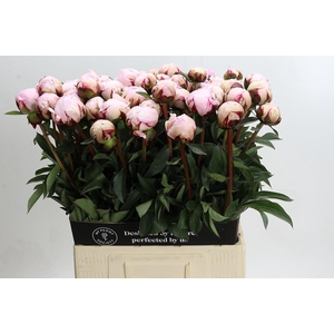 Paeonia Reine Hortense