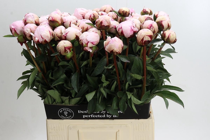 <h4>Paeonia Lact. Reine Hortense</h4>