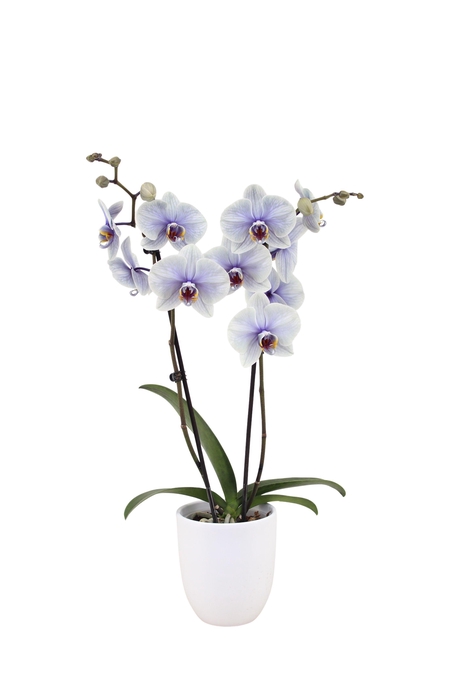 <h4>Hugo White Phal I Am Graphite 2T14+ (24 uur levertijd)</h4>