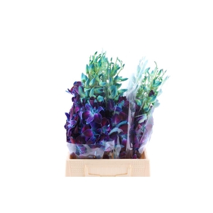 Dendro Gal Blue Paint