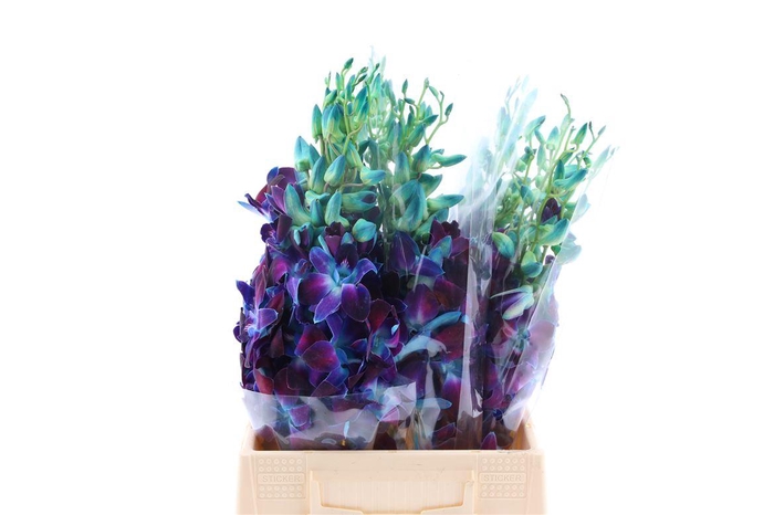 <h4>Dendro Gal Blue Paint</h4>