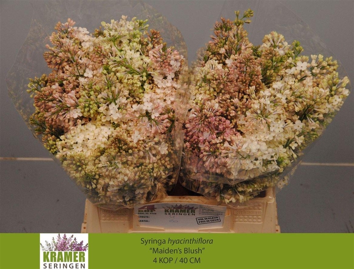 <h4>Syr Hy Maidens Blush</h4>