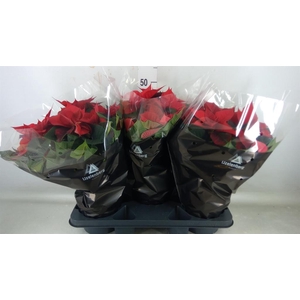 Euphorbia pulc. 'Christ Feel'