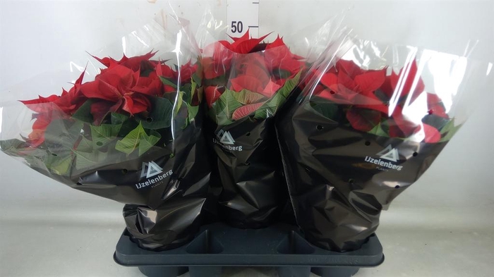 <h4>Euphorbia pulc. 'Christ Feel'</h4>