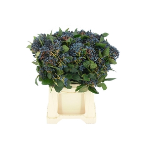 Viburnum Staalbes