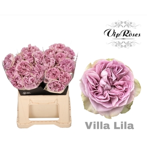 R GR VILLA LILA