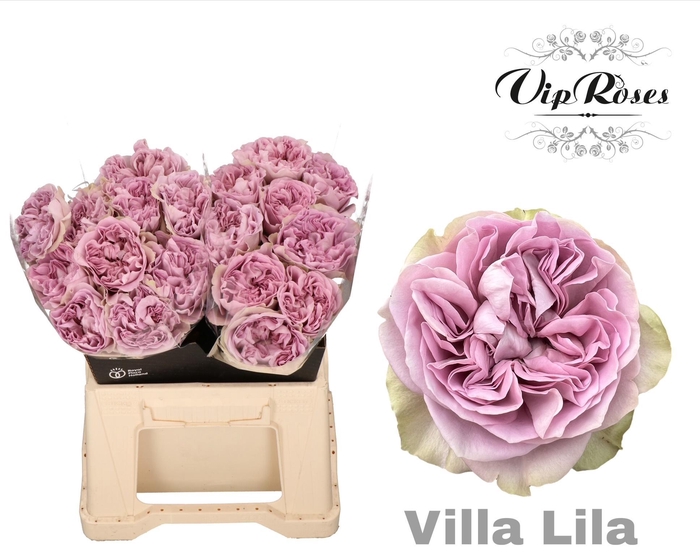 <h4>R GR VILLA LILA</h4>