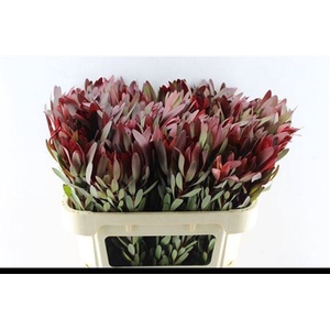 Leucad Saf Sunset 70 Cm