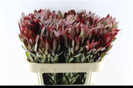 <h4>Leucad Saf Sunset 70 Cm</h4>