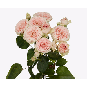 Rosa Spray Sweet Giselle