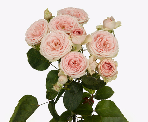 <h4>Rosa Spray Sweet Giselle</h4>