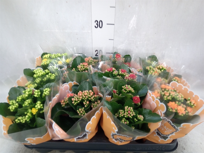 <h4>Kalanchoe blos.   ..rosebud mix</h4>