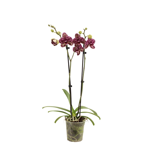 <h4>Phal Wildcat 2T16+</h4>