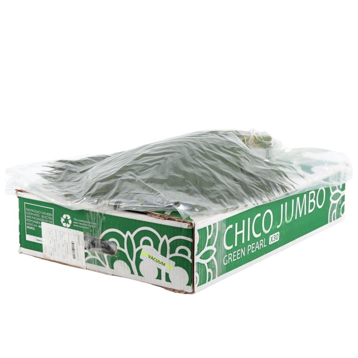 <h4>Chamaedorea Chicoblad per bos</h4>