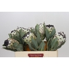 Protea Barbigera Snow Leopard Air