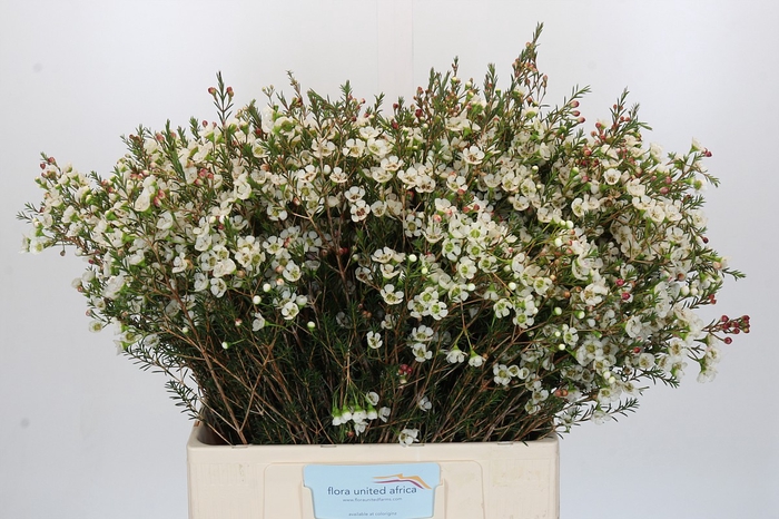 Chamelaucium Sirius