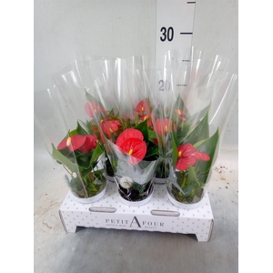 Anthurium andr. 'Red Champion'