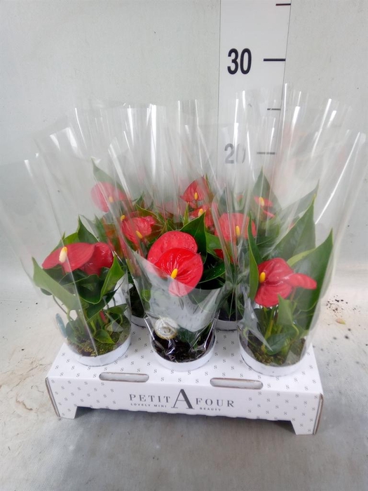 <h4>Anthurium andr. 'Red Champion'</h4>