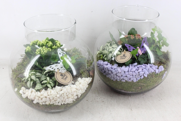 <h4>arr2 PL - Glas bol nek XL x2 - lila/wit</h4>