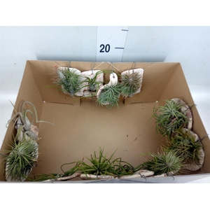 Tillandsia ionantha