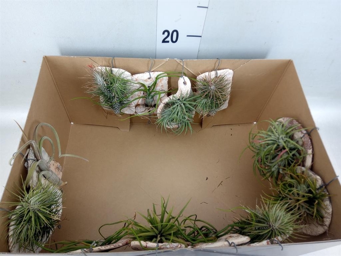 <h4>Tillandsia ionantha</h4>