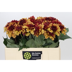 Dahlia Creme de Cognac