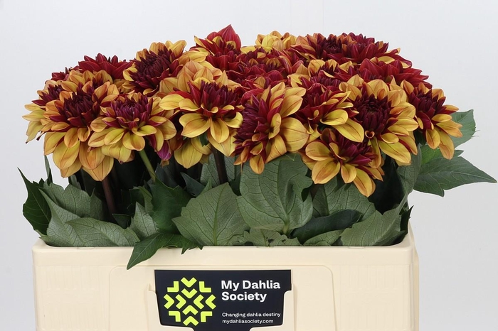 <h4>Dahlia Creme de Cognac</h4>