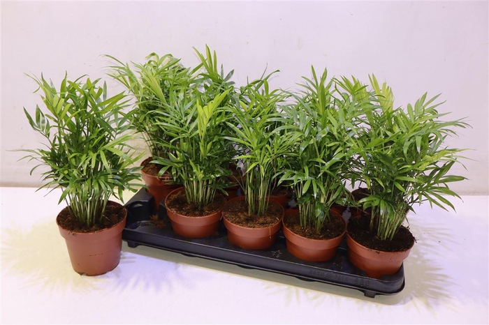 <h4>arr8 Chamaed Elegans</h4>