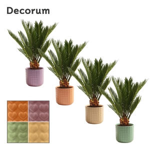 Cycas revoluta 12 cm, 6+ veren in Kaya (Craft world-collection)