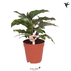 Kolibri Greens Calathea Freddie