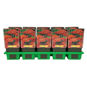 Achillea millefolium