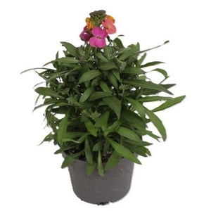 Erysimum Leya Purple Glow