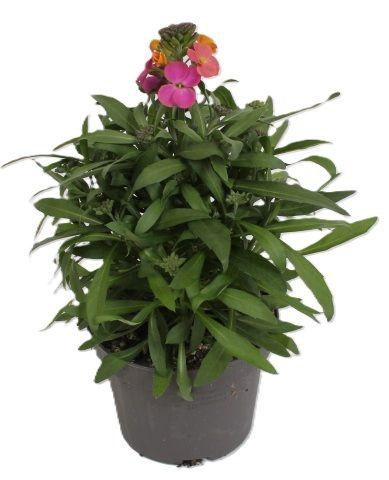 <h4>Erysimum Leya Purple Glow</h4>