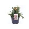 Achillea millefolium Milly Rock Mixmasters Dance