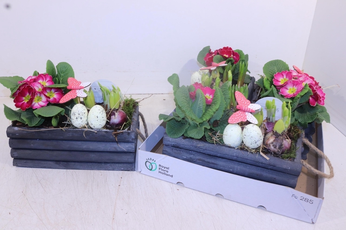 <h4>Arr Tuinplanten</h4>