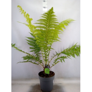 Dicksonia antarctica