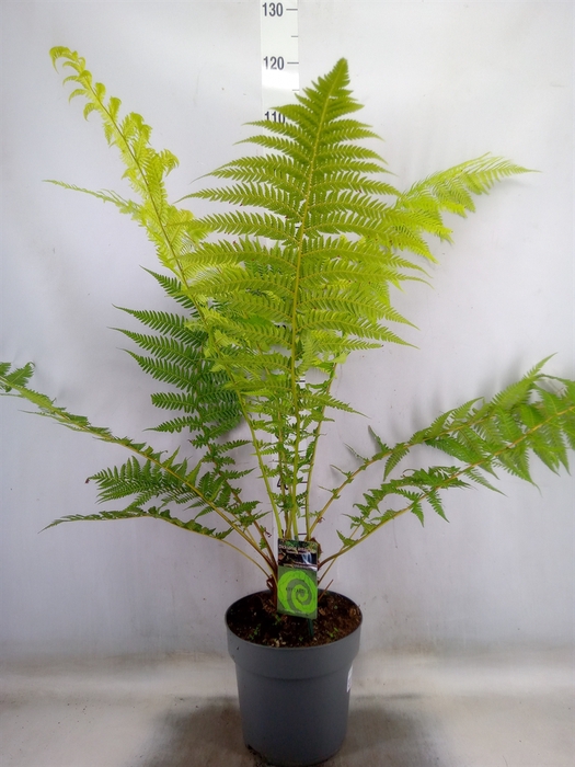 <h4>Dicksonia antarctica</h4>