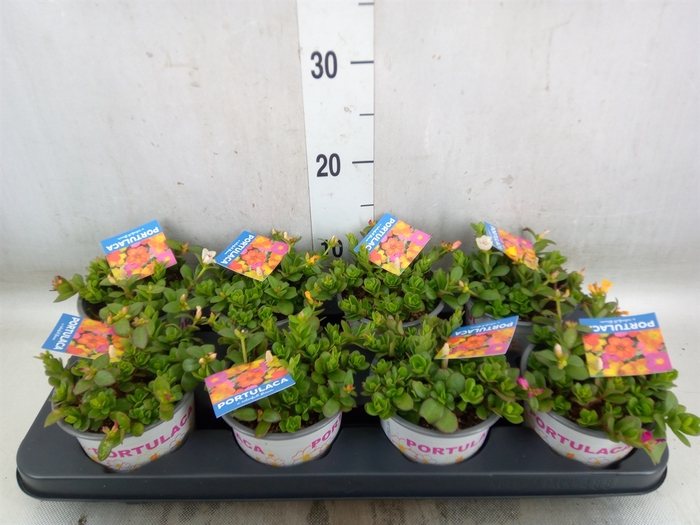 <h4>Portulaca   ...mix in pot</h4>