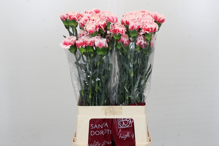 <h4>Dianthus St Joker</h4>