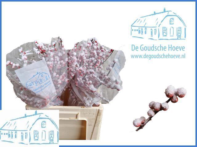 <h4>ILEX VE KLB H%</h4>