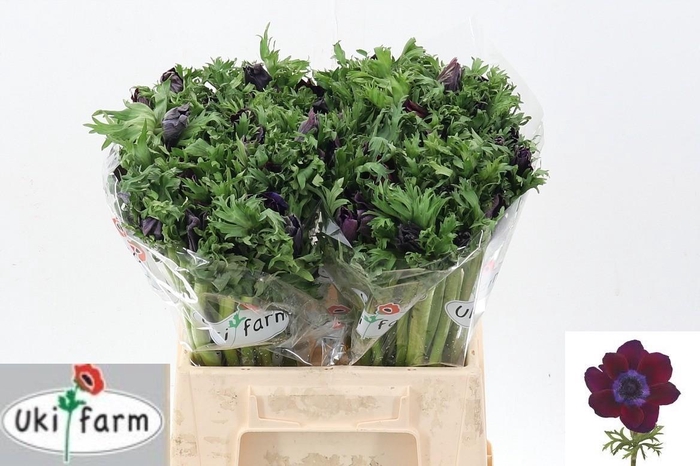 <h4>Anem Gal Bordeaux</h4>