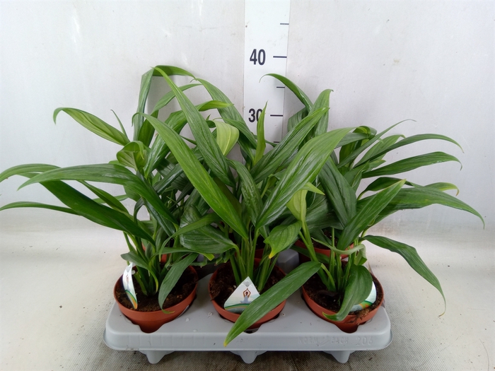 <h4>Epipremnum ampl. 'Silver Stripe'</h4>