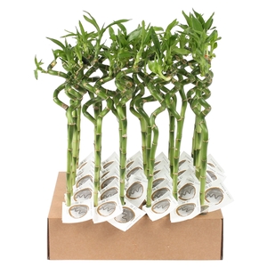 Lucky Bamboo Stem Spiral 40cm in Tube & Karton Tray