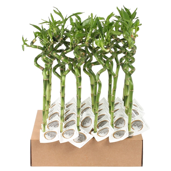 <h4>Lucky Bamboo Stem Spiral 40cm in Tube & Karton Tray</h4>