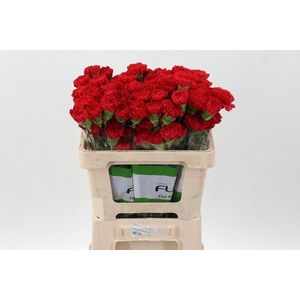 Di St Red Marthe 50cm
