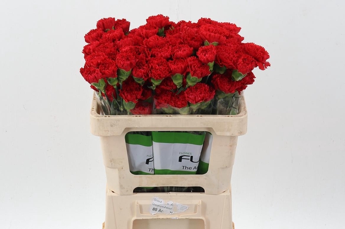 <h4>Di St Red Marthe 50cm</h4>