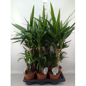 Yucca   ...