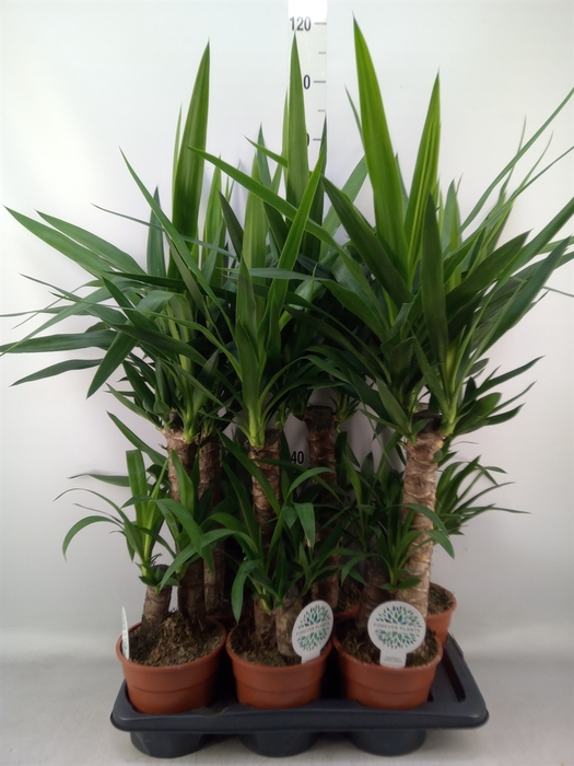 <h4>Yucca   ...</h4>
